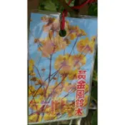 花花世界-落葉喬木**風鈴木苗(矮版) (不挑花色)**3吋盆/高25-40cm/MA