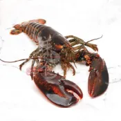 (店+) 高壓波士頓龍蝦(500g)/加拿大 UHP 龍蝦 海鮮 生鮮