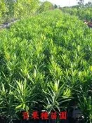 百果種苗園※羅漢松※大量生產