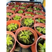 ｛英宏｝補蠅草3寸 出貨磚紅盆或黑盆 食蟲植物