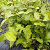 肉桂苗蝦取宅配滿3棵出貨 台灣原生土肉桂八仙山肉桂高約70公分可合併其它不同品項