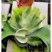 鹿角蕨 Platy. wandae × veitchii 女王 × 銀鹿 (銀女王)  蕨類植物 上板植物 植物上板