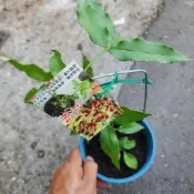 P老闆園藝~花椒 5吋盆 果樹 水果苗 菜苗