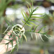 魚骨蔓綠絨 羽裂葉型 室內觀葉 攀爬植物 半日照 好照顧 綠植造景 觀葉收藏 新手入門