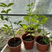蝶豆花苗 三吋盆 苗高20公分以上 蝶豆花 蝶豆花盆栽