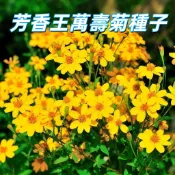 【芳香王萬壽菊種子】台灣易種花卉種子 盆栽園藝 耐熱開花 金盞花種子 香草植物 自種自用 高發芽率  新手易種植