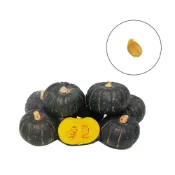 (店+)【蔬菜之家】G108.小黑迷你栗子南瓜種子1顆早生貝貝南瓜，結果性強
