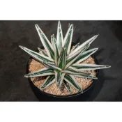 [ Gu Plant 固植 ] 笹之雪 冰山｜Agave victoriae-reginae｜