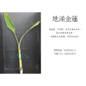 心栽花坊-地湧金蓮/地涌金蓮/5吋/限量/售價350特價300