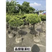 金鑽羅漢松( 棒棒糖造型) 定價3600元 一尺盆