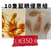 【彩蝦屋】藍眼鬍子/藍眼大帆 除藻優惠組10隻 除藻 生物除藻 異形