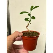 【優勢】日本金豆柑(豆盆材料)