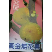 心栽花坊-黃金無花果/4吋/無花果/水果苗/特價160