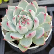 桃太郎🔥穩根品（＆）❤️蘭心花卉