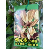佛光樹 / 金新木薑子 / 七寶樹｜3吋盆/苗植袋～台灣原生種/中小型喬木⋯
