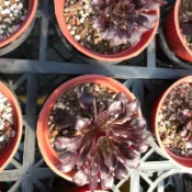 【星辰多肉】黑法師   三吋 穩根連盆寄送。多肉植物，療癒，觀葉，多肉。（寄送會掉葉，可接受再下單）
