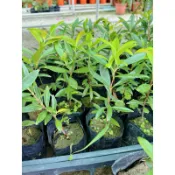 植物空間 大果玫瑰櫻桃3寸 水果植物 果苗 陽光植物