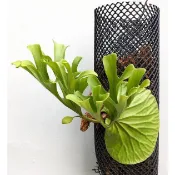 【花園城堡】1cm孔目籬笆網-黑色-3尺x3尺/片 上板 蘭花 鹿角蕨 水苔 簡易籬笆 隔離圍牆 植物攀爬 花屋基底