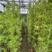 田尾玫瑰園 l 唐竹、四季竹、苦竹、疏節竹【4～5尺高】(植物眾多歡迎詢問) 田尾在地商家