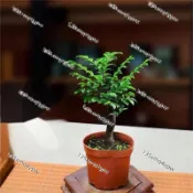 台灣 現貨 小葉紫檀（50粒）稀有名貴林木 印度小葉紫檀樹種子新彩種子高發芽率 檀香樹種子 羽葉檀 多年生