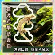★爬蟲新樂園★[台灣現貨]磁吸式攀爬雲梯 3D列印 PLA材質 無毒無害 適合樹棲爬蟲攀爬 玩耍 樹棲守宮 變色龍