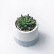 (預購) 莫蘭迪藍系列 | 靜夜玉綴 圓形雙色水泥多肉植栽