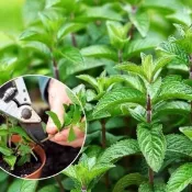 🌿【薄荷種子套組】7合1薄荷種子大全/高發芽率 撒種就活/驅蚊薄荷種子/生長快速 隨摘隨用/高活性易栽種/室內安全盆栽