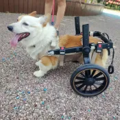 全球選品1館 生活百貨 中大型寵物狗狗輪椅車狗狗訓練行走輔助推車助力車寵物代步車