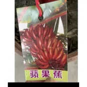 霏霏園藝蘋果蕉6吋口感非常好吃很香一棵特價280元