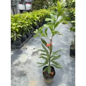 華順農園 / 售東魁楊梅接苗 水果苗 批發零售/黑炭/白楊梅/楊梅