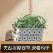 【萌寵鮮牧草】輕柔軟嫩适口牧草 過篩甜小麥草燕麥草苜蓿提摩西一割二割百慕達 呵護荷蘭豬天竺鼠豚鼠兔子龍貓牛羊馬陸龜口腔