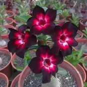 ✨重瓣沙漠玫瑰種子｜台灣現貨 藍色芭蕾稀有品種，耐旱好養，四季可播，陽臺盆栽觀賞花卉種子