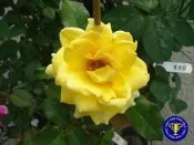 ╭＊田尾玫瑰園＊╯玫瑰花--福利吉亞.Friesia