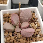 【台鳳轉角多肉】Succulents 紅蘋果 水蜜桃  賽豬肝 天章3“~4“ 盆 天章類  韓國多肉植物  盆栽
