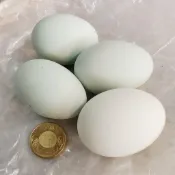 🌈嚴選🌈鹹蛋 松花皮蛋 鹹鴨蛋 鴨皮蛋  皮蛋豆腐