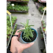 田尾玫瑰園 l迷迭香Rosemary、海洋之露、瑪利亞的玫瑰【3吋盆 高度約10cm】觀葉植物 香草植物 食用植物