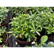 【多肉好好買】三寸盆 羅漢松 觀葉植物 現貨