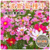 【天橙種子】 大波斯菊種子 1公斤裝 花海種子 綠肥/景觀美化/休耕用  大包裝 新鮮種子 高發芽率 附播種說明