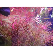 阿馨水草屋。水草造景小紅莓7株40元水上葉水草造景專賣店