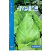 (店+)【天橙種子】牛心甘藍種子 高麗菜 1公克  9~1月播種 早收品種 結球類種子 興農種苗 家庭園藝 彩色原包裝