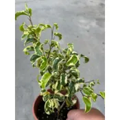 斑葉 捲葉榕｜5吋盆～扦插苖木⋯