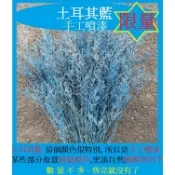 乾燥花卡斯比亞 DIY乾燥花材 婚禮小物 配件 七夕情人節 母親節 佈置 裝飾配件 永生花