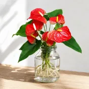 火鶴 火鶴花 火鶴花苗 室內植物 淨化空氣 觀葉植物 室內植物 多年生常綠開花室內植物⋯火鶴植物