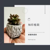 ✨ 仿石線條迷你小豆盆｜多肉植物 空氣鳳梨 石頭玉 小型種子盆栽 桌上園藝花盆擺飾 台灣現貨