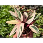 【多肉好好買】彩虹竹芋 三寸盆 觀葉 多肉植物 現貨