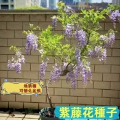 💥【紫藤花種子】💯限時搶購 稀有品種 發芽率99% 日本多花紫藤種子盆栽 仙女紫藤 爬藤紫藤 九尺藤 黃金紫藤