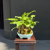 線藝出眾 出藝斑葉油點百合∣松葉蕨合植山野草