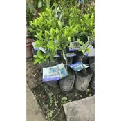 李家果苗 扁食檸檬 台灣香檬 4吋半盆 嫁接苗 日本長壽之果 高度20公分 特價170元