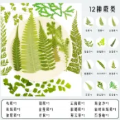現貨【GP16】蕨類 天然植物壓花 標本葉子 乾燥壓花 場景模型用 場景植物系列