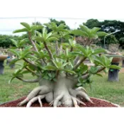 Adenium Arabicum 阿拉伯沙漠玫瑰 種子 多肉 塊根